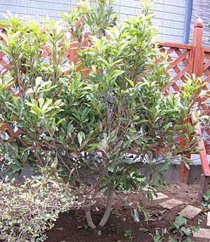 ちびぶーのガーデニング 2010-0402_4960.jpg