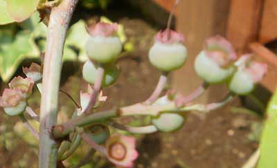 20100527-hana320.jpg