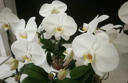 20100527-hana357.jpg