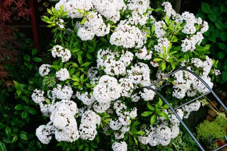 20100527-hana5213.jpg