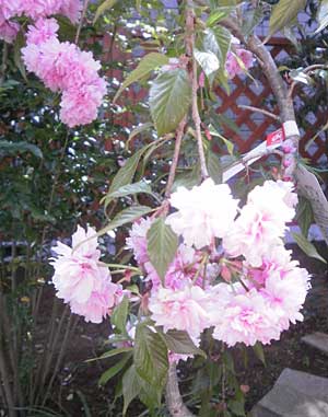 機関車マフィンでGO! 2010_05_04hana_2.jpg