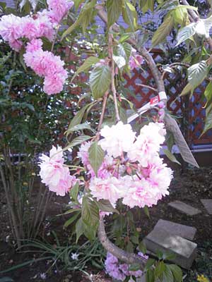 桜の塩漬けにチャレンジ - ちびぶーのガーデニング 2010_05_04sakura_3.jpg