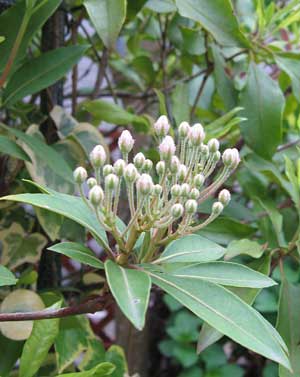2011-05hana_5083.jpg