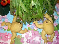ショージ君さんの投稿—Special guest’s Work 20110607syo-jikun2.jpg