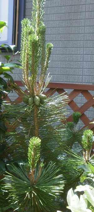 20110810saru8061198.jpg