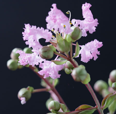 20110810saru_08834.jpg