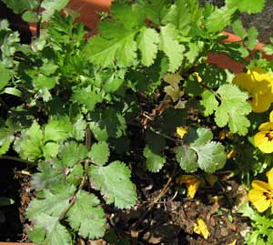 温暖化のせいか越冬した香草