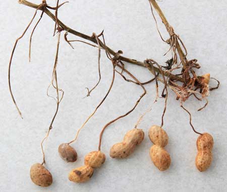 20091231pi-natu7_6945 20091231pi-natu7_6945