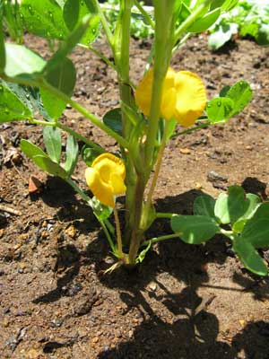 落花生のレポート 落花生のレポート