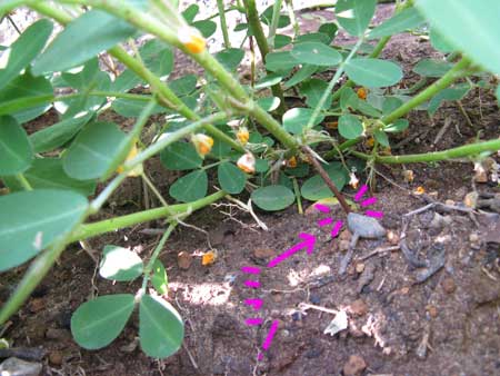 20091231pi-natu_3509 20091231pi-natu_3509