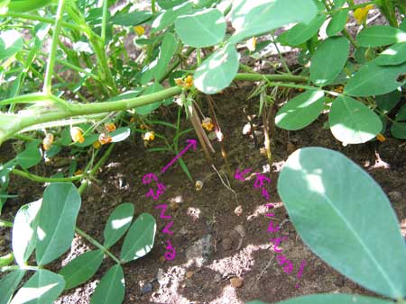 20091231pi-natu_3510 20091231pi-natu_3510