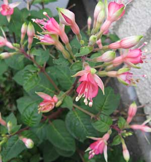 Thumbnail of post image 132
