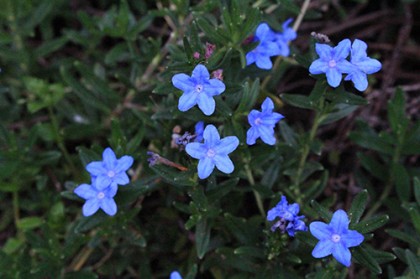 ちっちゃい青い花