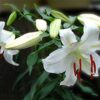 Thumbnail of related posts 033