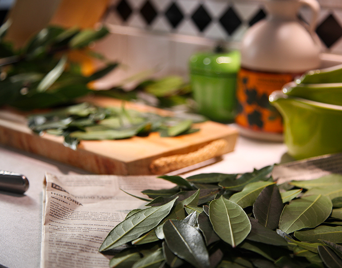 自宅のローリエ