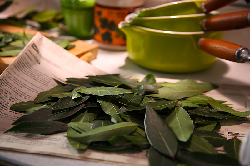 自宅のローリエ