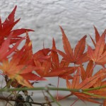 紅葉もみじ