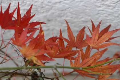 紅葉もみじ