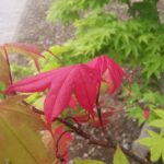 Thumbnail of related posts 018